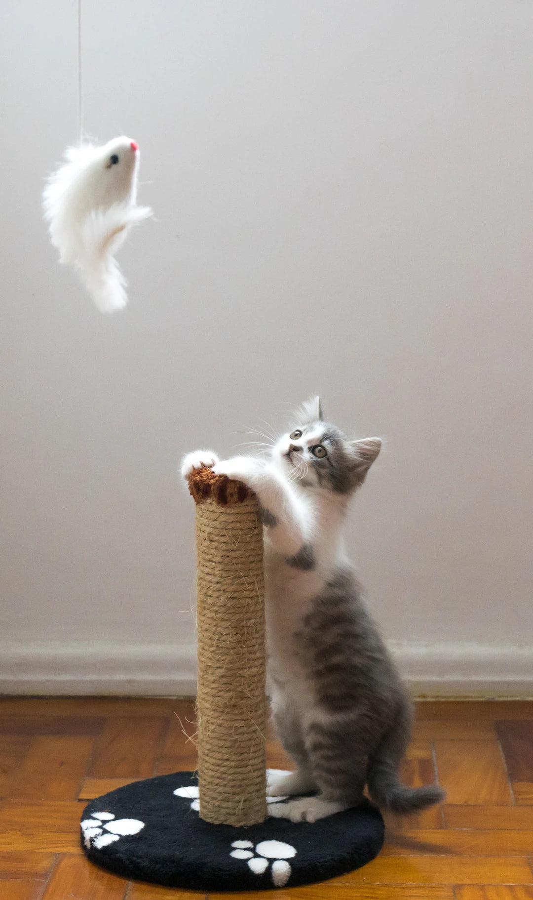 Engaging Cat Toys for Indoor Self-Entertainment