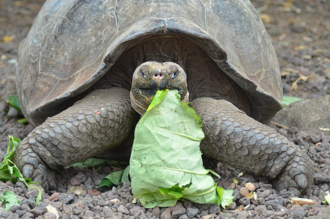 Transform Your Training with Slow Feeding Techniques