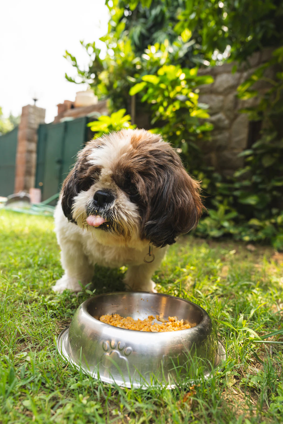 Why Slow Feeding Matters for Your Pet's Health