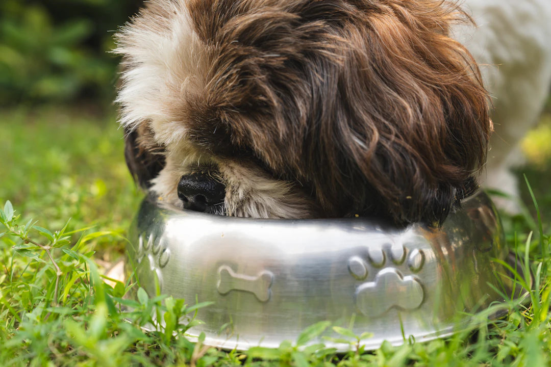 Spotting Overeating in Pets and Solutions to Combat It