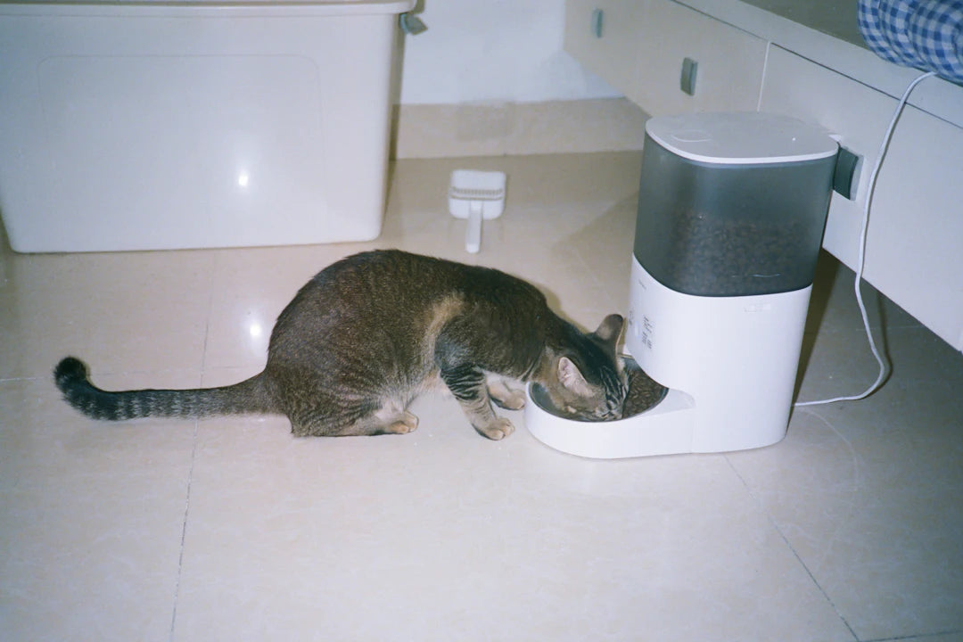 Engaging Ceramic Feeding Solutions for Cats and Dogs